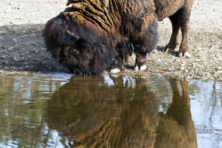 An American bison (American buffalo or simply buffalo) drinking from a pond の写真素材
