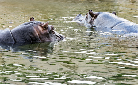 Two hippos in the waterの写真素材