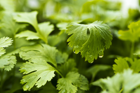 A closeup of a leaf of coriander (also known as cilantro or Chinese parsley) with water dropsの写真素材