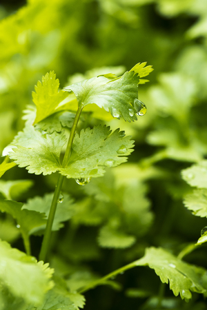 A closeup of a leaf of coriander with water dropの写真素材