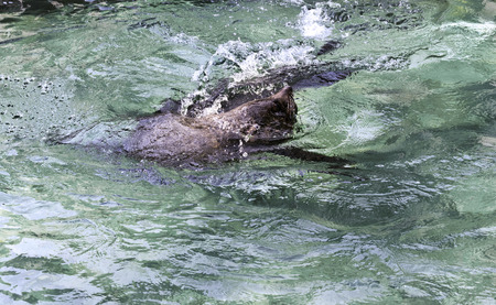 A brown fur seal in the waterの写真素材