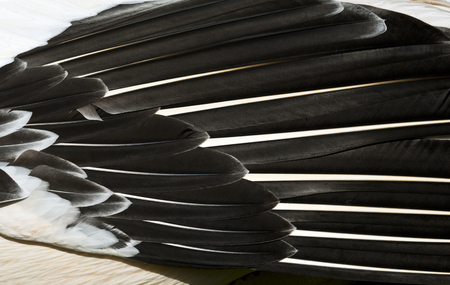 Closeup of pelican feathers. Black and pink feathers background の写真素材