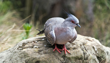 A portrait of a crested pigeon sitting on the groundの写真素材