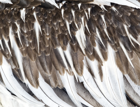 Brown and white feathers of a young pelican, background