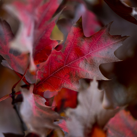 Red oak leaves in autumn season. Background