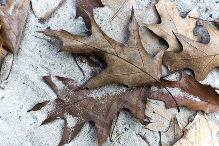 Brown and beige oak leaves in autumn color. Backgroundの写真素材