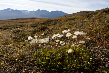 A group of flowers in autumn mountains. Northern Swedenの写真素材