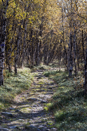 The landscape with a birch forest and a path in autumn. Northern Swedenの写真素材
