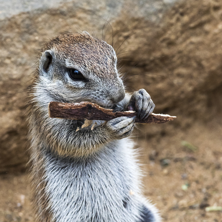 A closeup of the head of a squirrelの写真素材