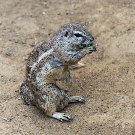 A shot of a squirrel sitting on the groundの写真素材