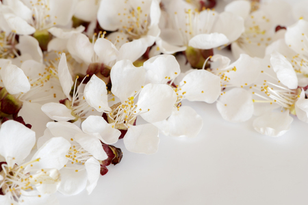 The shot of cherry blossoms on a light gray backgroundの写真素材