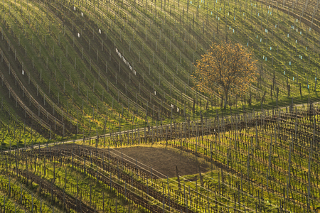Spring landscape with vineyards. South of Moravia, Czech Republic.の写真素材