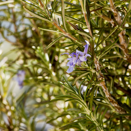 A closeup of rosemary plant in bloom in springの写真素材
