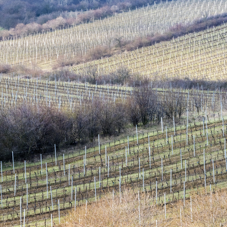 Landscape with vineyards and trees in springtime.の写真素材