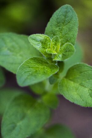 A shot of twig of oregano, known as sweet marjoram or wild marjoramの写真素材