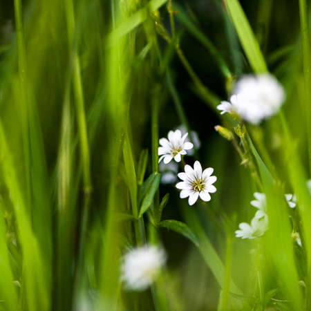 White tiny meadow blossoms hidden in the grass in late spring