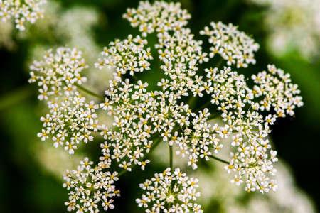 A white ornamental blossom flowering in summer on a green backgroundの写真素材