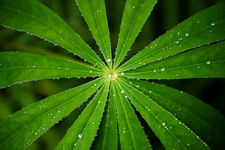 A closeup of leaf of lupine (lupine) with water dropsの写真素材