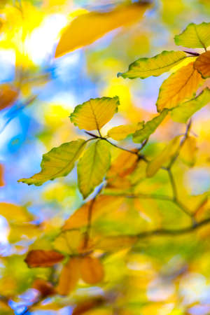 Leaves of beech on a twig in autumnの写真素材