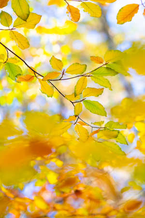 Leaves of beech on a twig in autumnの写真素材