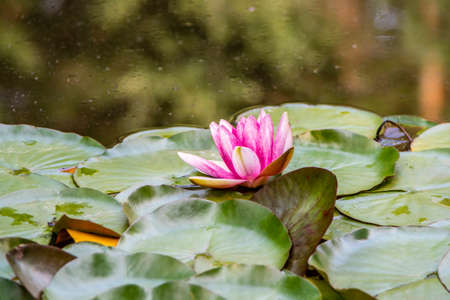 Pink waterlily flower on green leaves in waterの写真素材