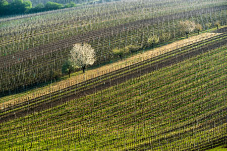 Spring landscape with vineyards. South of Moravia, Czech Republic.