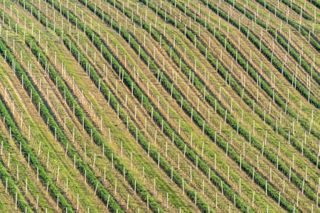 Field texture detail. Background. Spring landscape with vineyard.の写真素材
