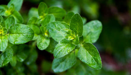 A shot of a twig of the oregano plant in a garden in springの写真素材