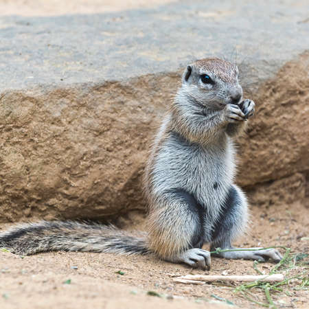 Portrait of a squirrel sitting on the groundの写真素材