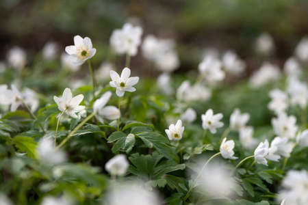 Wood anemone blooming in early spring in the forestの写真素材