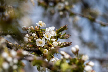 Blooming twig of cherry tree in springの写真素材