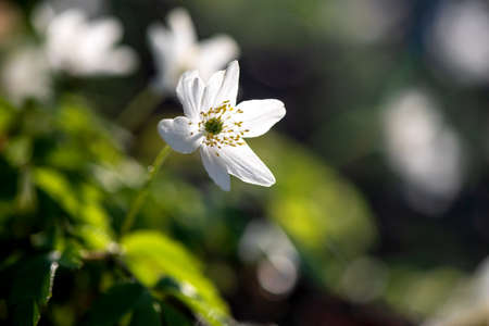 Wood anemone blooming in early spring in the forestの写真素材