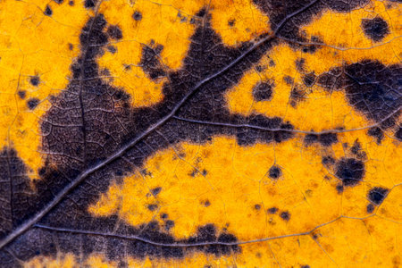 A closeup of an old leaf in autumn. Backgroundの写真素材