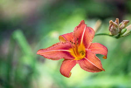 The head of the sheep in profile. Closeup shotの写真素材