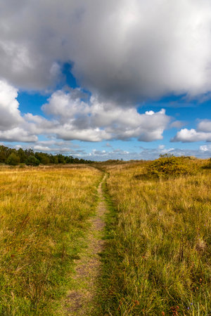 A path in the grass on the coast, autumn in Denmarkの写真素材