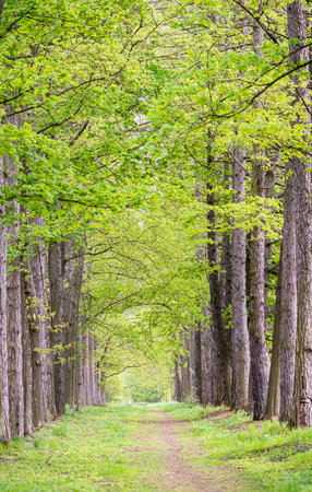 An avenue of tall trees with light green leaves in springの写真素材