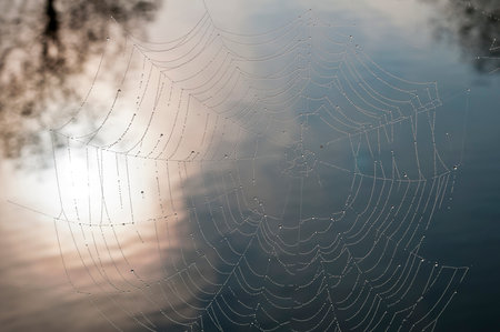 Cobweb with dew drops over water early morningの写真素材