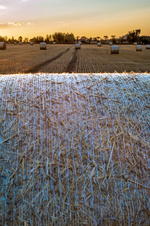 Landscape with field and straw bales at sunset. View across one of the straw balesの写真素材