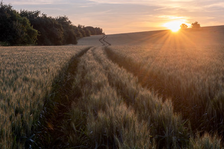 The landscape with a field, trees and with the setting sun in the summerの写真素材
