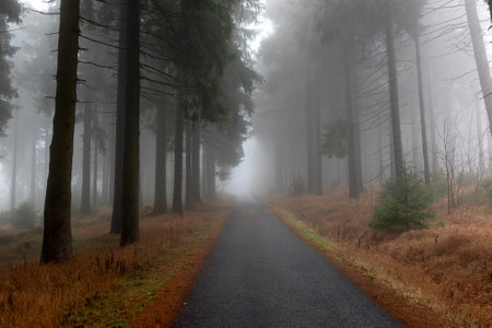 Autumn landscape with road, forest and fogの写真素材