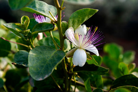 A detail of a blossom capparis spinosa, the caper bush, also called Flinders roseの写真素材