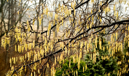 A shot of catkins  on a tree in early springの写真素材