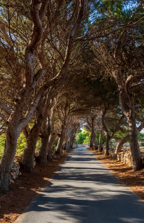 Alley of pine trees along a narrow road in late spring. Sicilyの写真素材