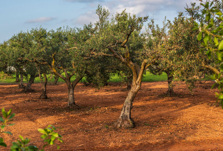 An orchard with olive trees, late spring, Sicilyの写真素材