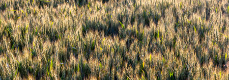 Grain in field at sunset in summertimeの写真素材