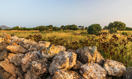 A landscape with a meadow, olive trees and a stone wall illuminated by the morning sun. Italy Sicilyの写真素材