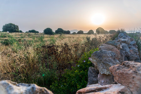 Landscape with meadow, olive trees and stone wall at sunrise. Italy, Sicilyの写真素材