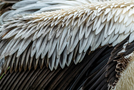 Detail of feathers of a pelican wing. Backgroundの写真素材