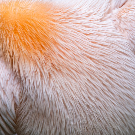 Detail of soft pink feathers of a pelican. Backgroundの写真素材