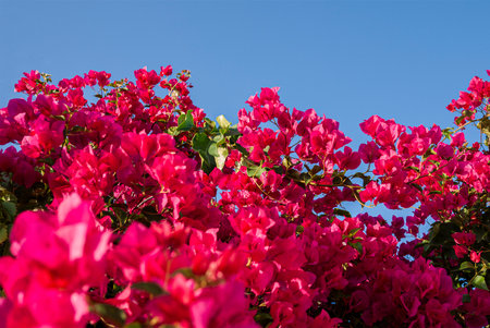Red blooming Bougainvillea. Shot against blue skyの写真素材